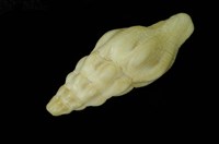 藏品(斜肩旋螺)的圖片